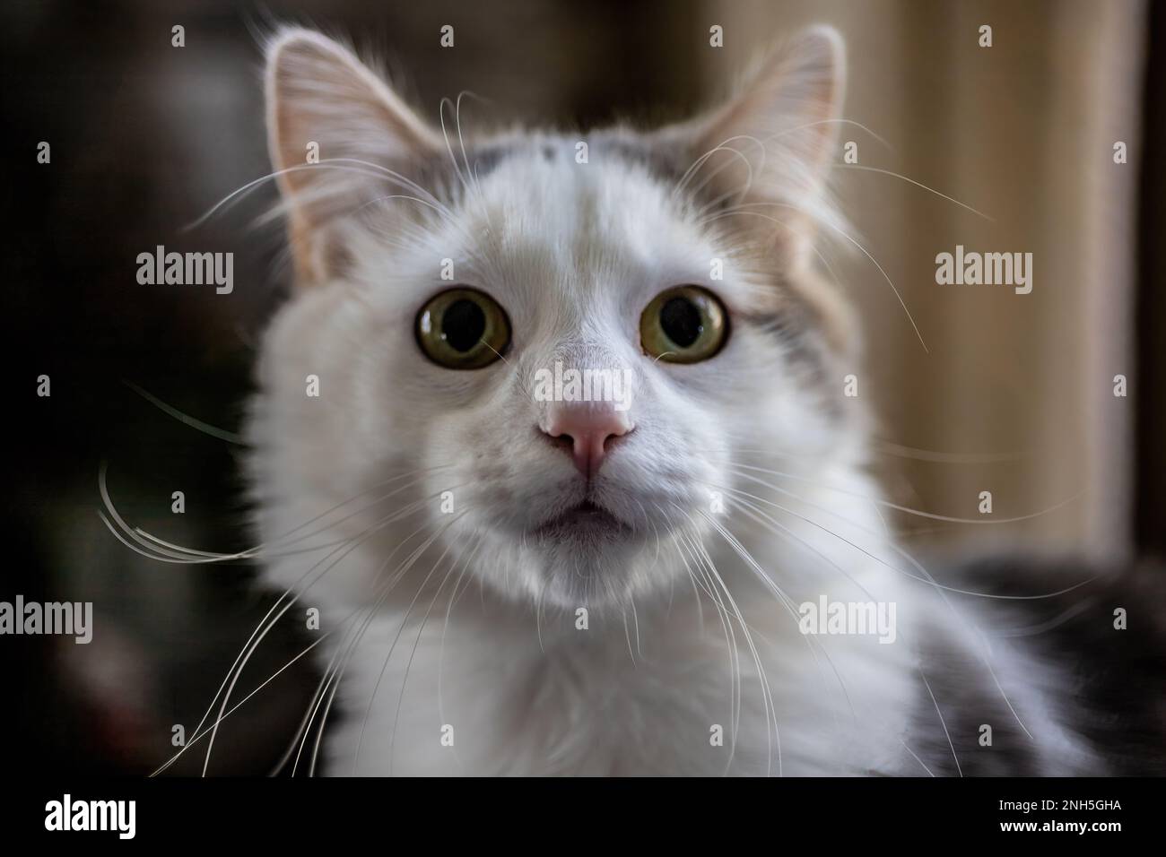 Jolie face d'un chat domestique blanc et gris à l'intérieur le jour du printemps à St. Croix Falls, Wisconsin, États-Unis. Banque D'Images