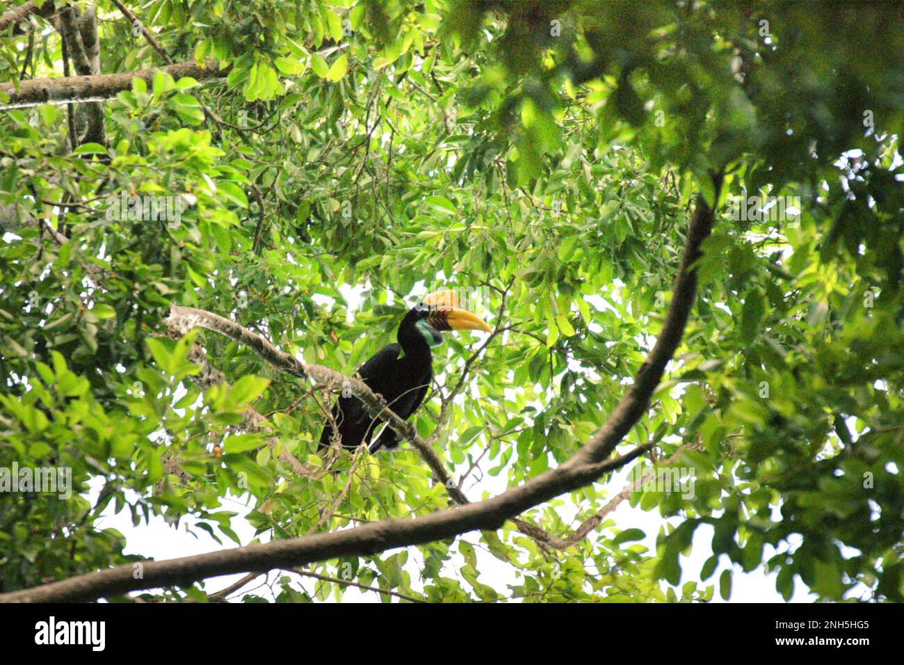 Une femelle de charme à boutons, ou parfois appelée charme ridé Sulawesi (Rhyticeros cassidix), est photographiée alors qu'elle se trouve sur un arbre dans la réserve naturelle de Tangkoko, dans le nord de Sulawesi, en Indonésie. Jouer un rôle important dans la dispersion des graines, souvent surnommé comme agriculteur forestier par des ornithologues, les hornbites « maintiennent le cycle de la forêt en pleine croissance et en pleine évolution avec tous les fruits qu'ils consomment chaque jour », a écrit Amanda Hackett de Wildlife conservation Society dans une publication de 2022. Cependant, a-t-elle écrit, le charme saisi est actuellement considéré comme vulnérable à l'extinction en raison de l'exploitation forestière et de la chasse. Banque D'Images