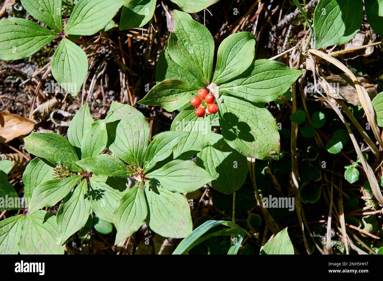 Cornouiller de l'airelle (Cornus canadensis), cornouiller de l'AKA, baies canadiennes, baies de pudding, cornel nain canadien, Crakerberry, bois de chien de Dwarf Banque D'Images