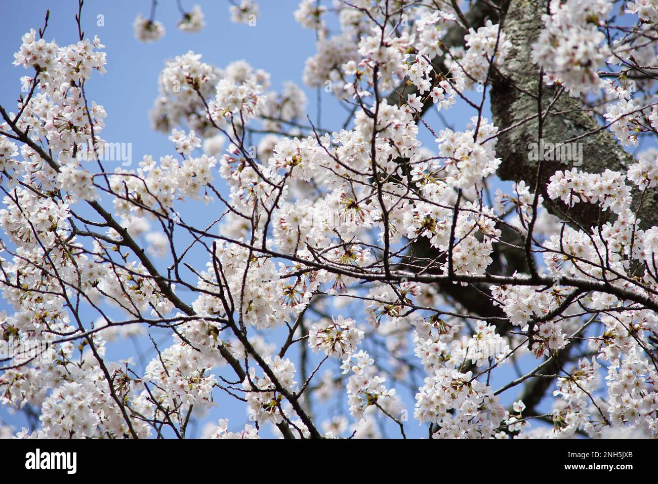 Fleurs de cerisier - Japon Banque D'Images
