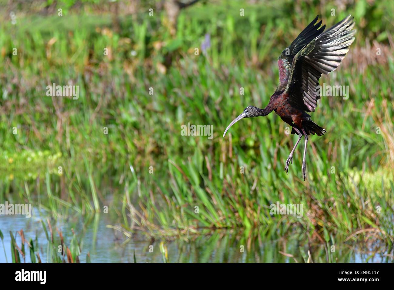 Ibis brillant - Plegadis falcinellus - atterrissage dans les zones humides du Green Cay nature Center à Boynton Beach, Floride. Banque D'Images