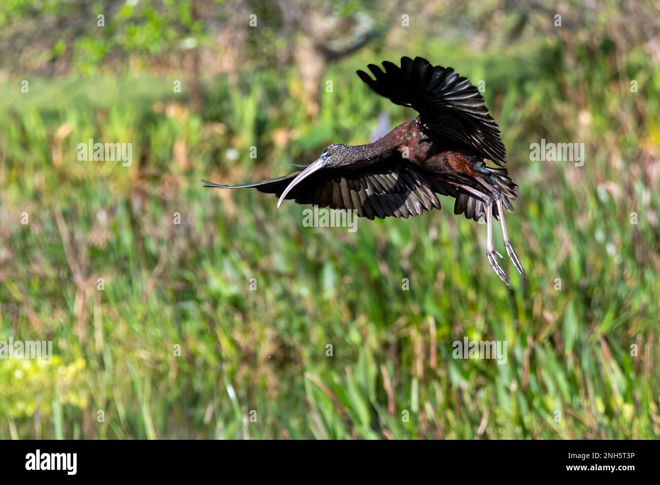 Ibis brillant - Plegadis falcinellus - atterrissage dans les zones humides du Green Cay nature Center à Boynton Beach, Floride. Banque D'Images