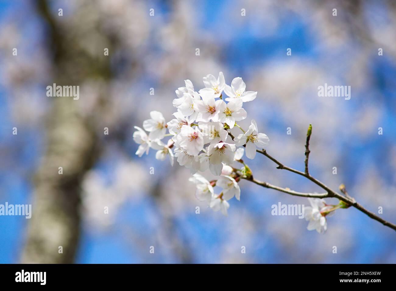 Beau printemps - Japon Banque D'Images