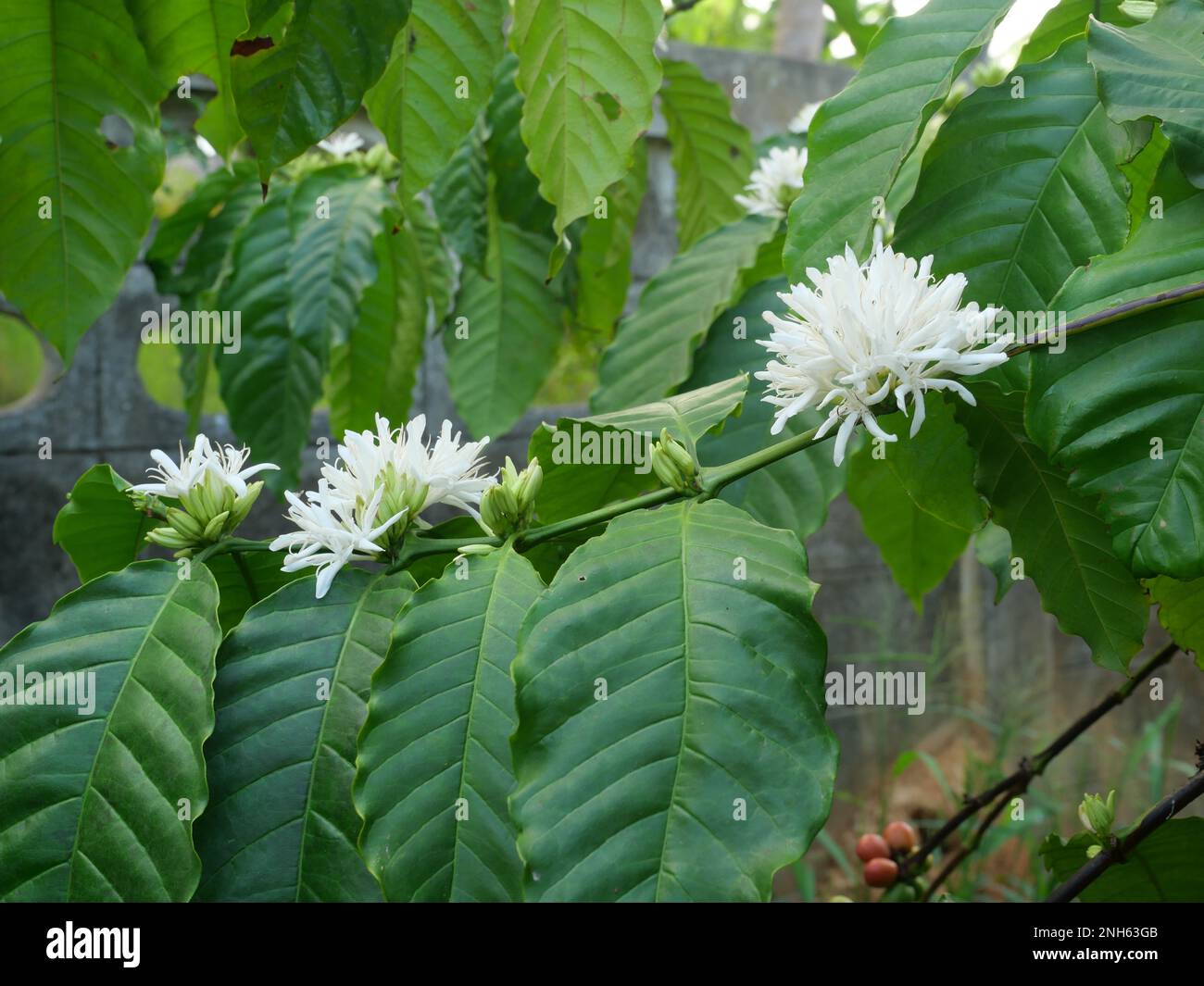 Café Robusta fleuri sur une plante arborescente avec feuille verte et couleur noire en arrière-plan. Pétales et étamines blanches de fleurs en fleurs Banque D'Images