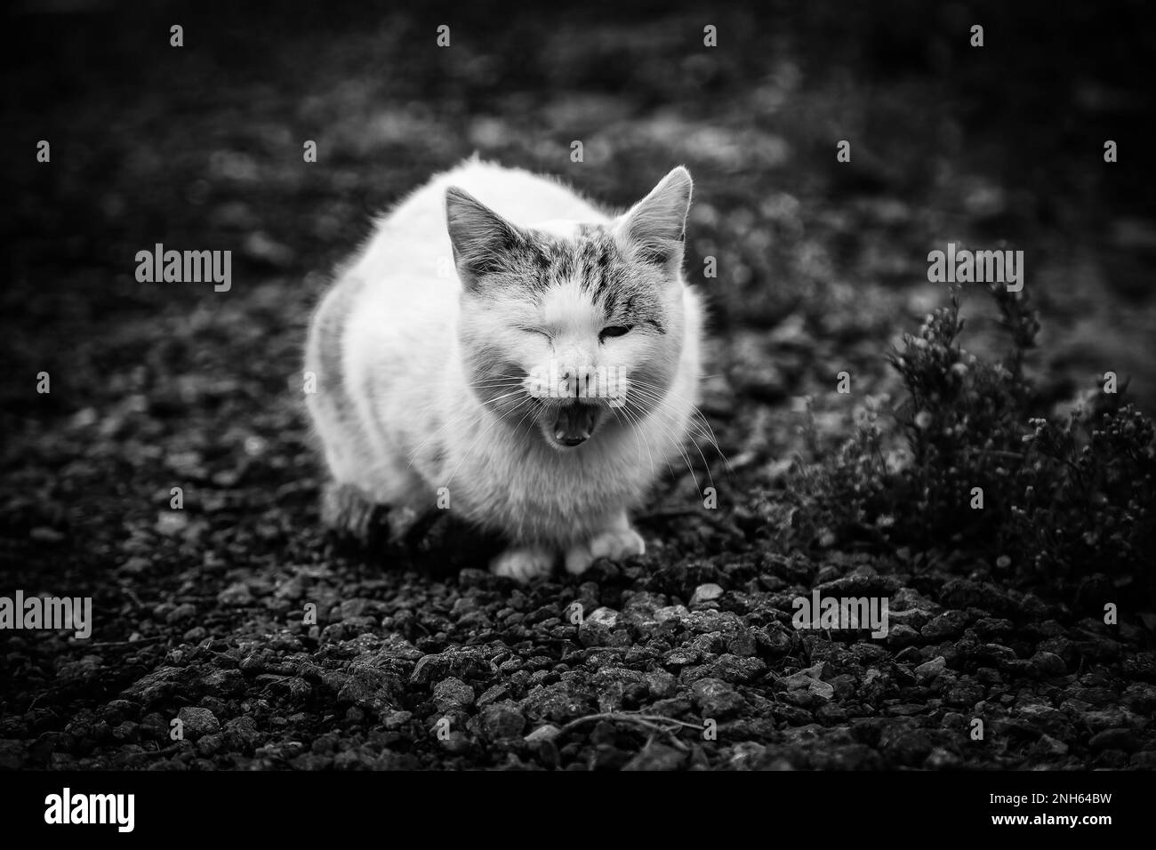 Détail de l'animal domestique abandonné et seul dans la rue, faim et abus Banque D'Images