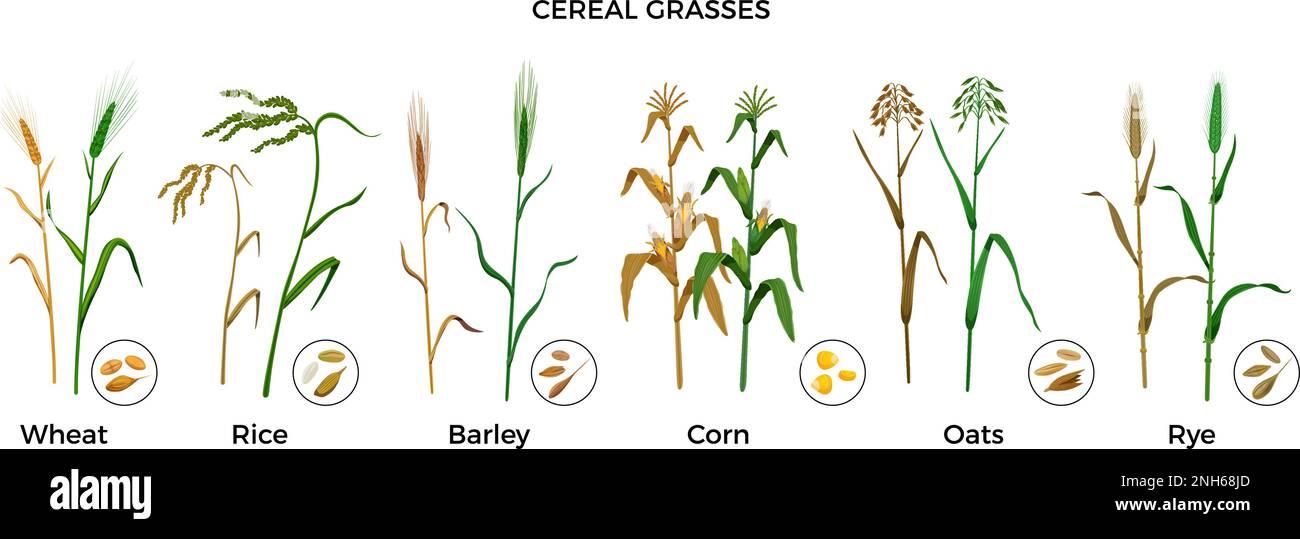 Céréales graminées plates icônes ensemble avec riz blé orge maïs avoine seigle plantes et graines illustration vectorielle isolée Illustration de Vecteur