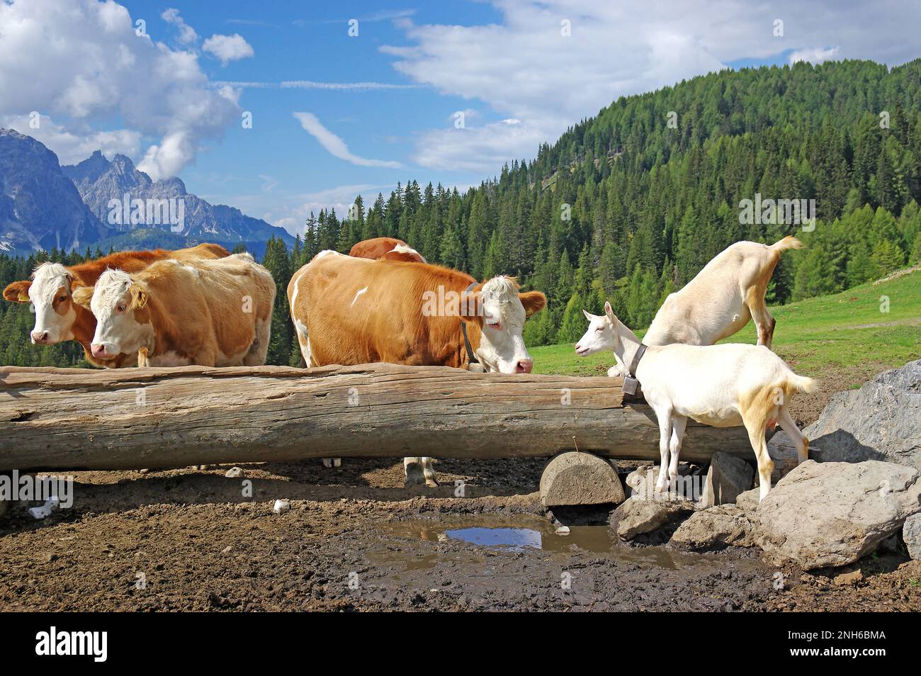 Vaches et chèvres au manger sur Alpe Nemes, Dolomites Sexten. Italie Banque D'Images