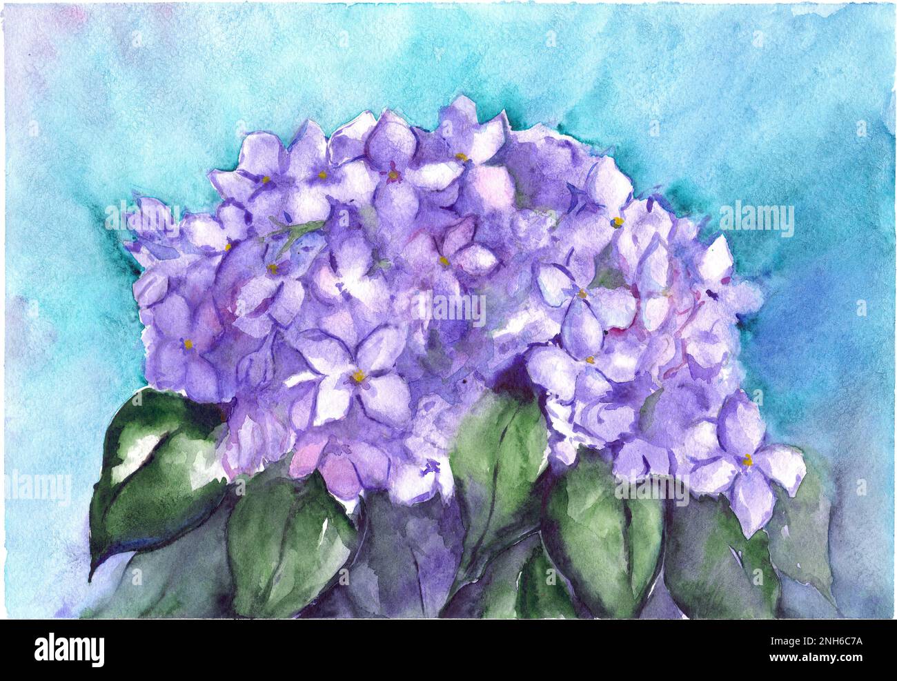 Aquarelle fleur floral hortensia lilas composition nature illustration. Banque D'Images