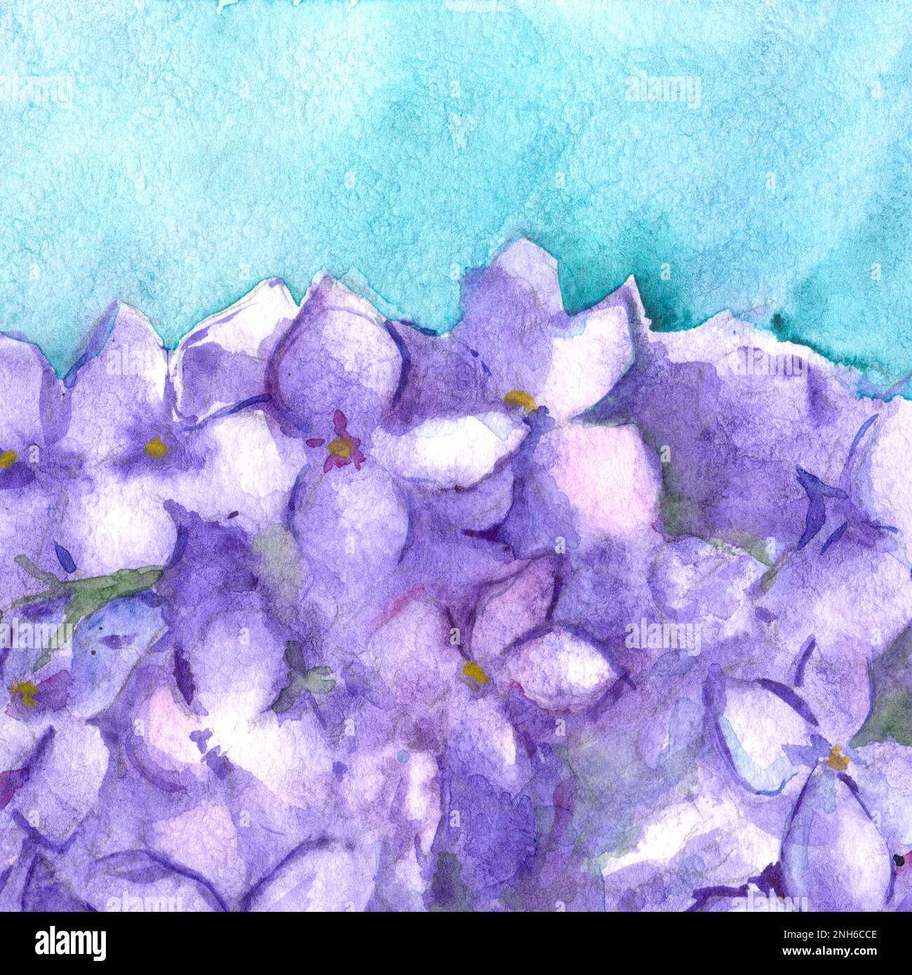 Aquarelle fleur floral hortensia lilas composition nature illustration. Banque D'Images