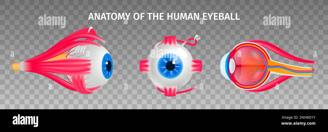 Ensemble transparent d'anatomie de l'œil humain avec symboles de maladies de la vision illustration vectorielle isolée isométrique Illustration de Vecteur