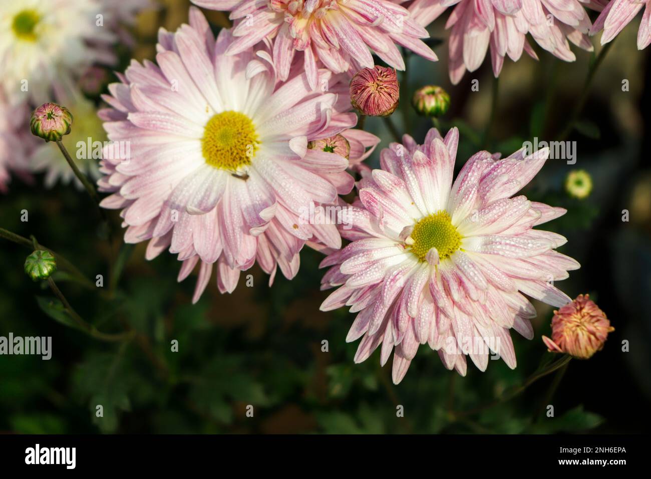 fleur de chrysanthème dans le jardin, chrysanthème rose et blanc Banque D'Images