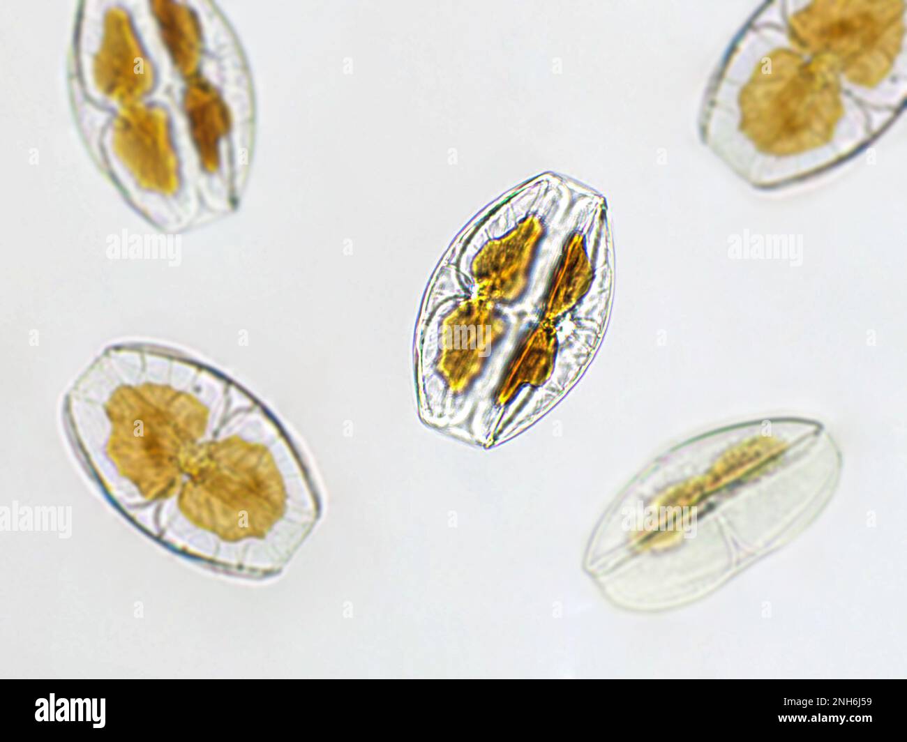 Algues Amphora sp. Sous vue microscopique, diatomées, phytoplancton, fossiles, silice, algues jaunes d'or Banque D'Images