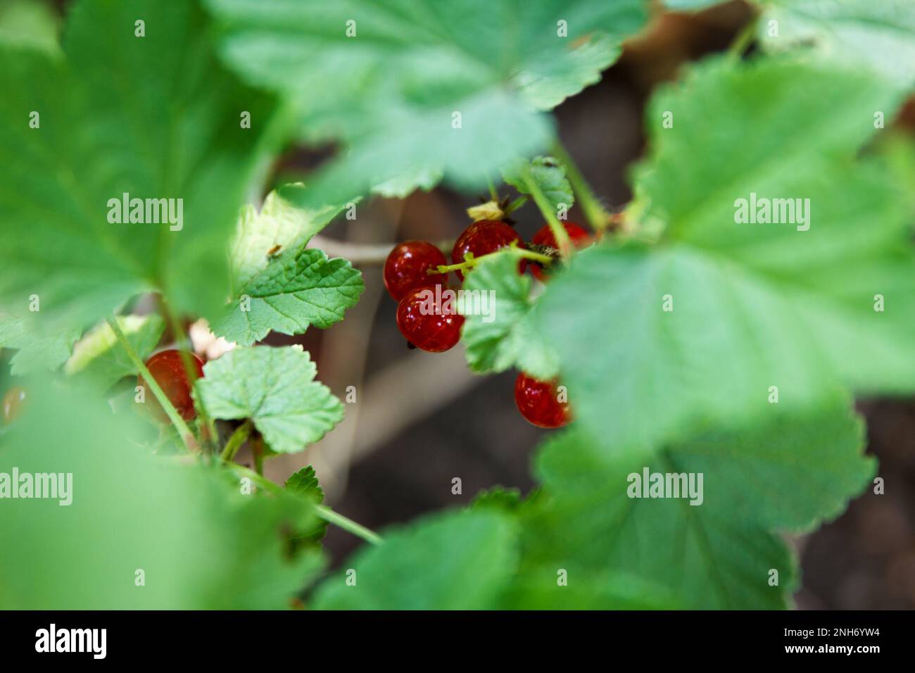 Raisins de Corinthe mûrs mûrs sur des brindilles et jetez un coup d'œil derrière des feuilles vertes en plein soleil dans le jardin Banque D'Images