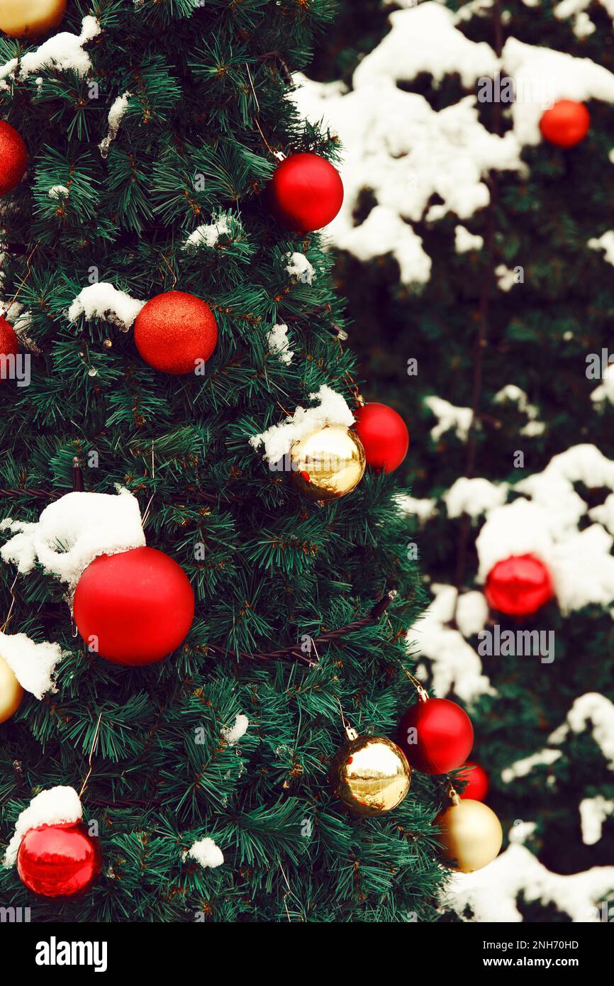 Toile de fond du nouvel an. Les balles de jouets multicolores du nouvel an sont accrochées à l'épicéa décoratif vert avec de la neige naturelle à l'extérieur par temps enneigé Banque D'Images