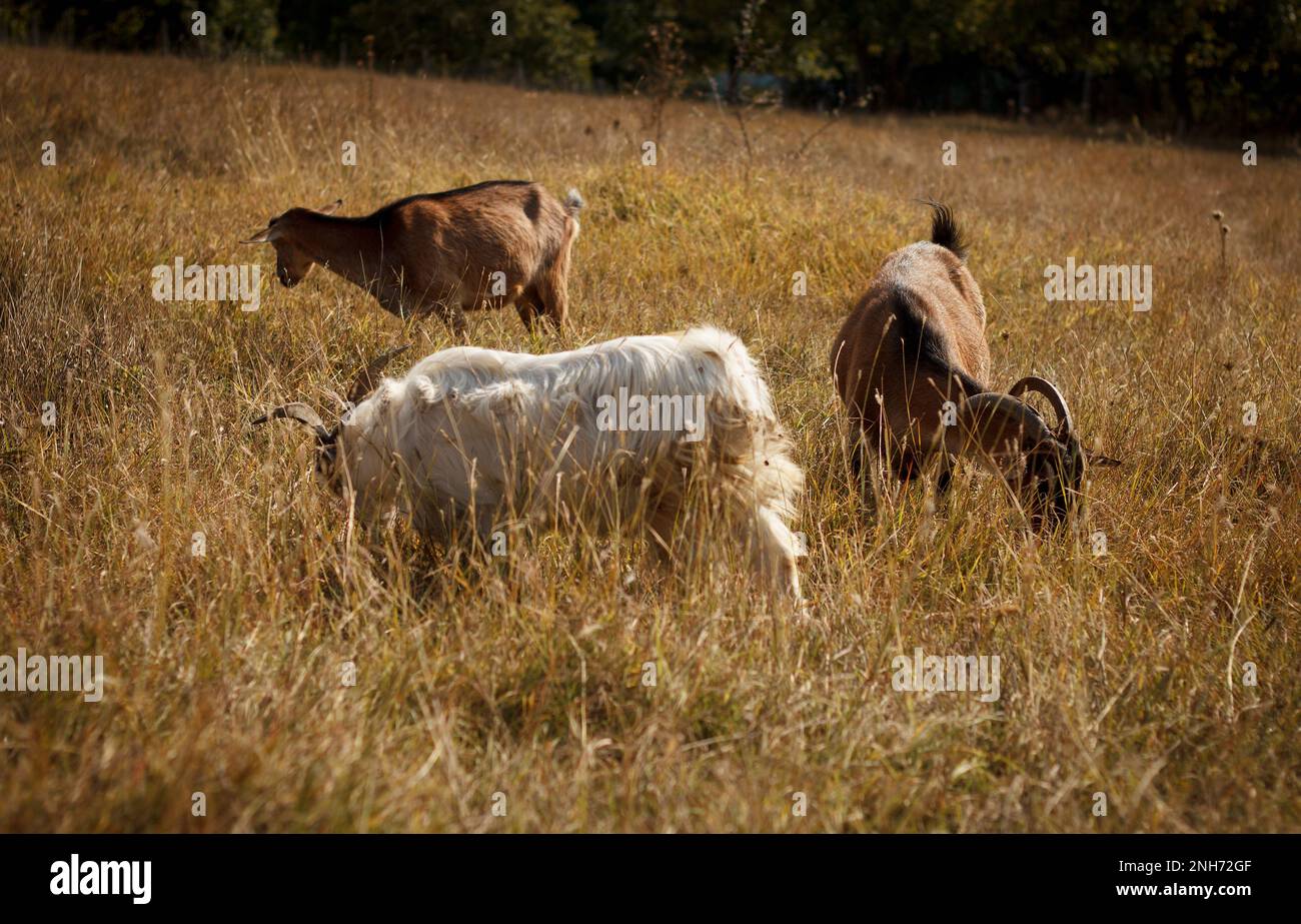 Un groupe de belles chèvres d'animal de compagnie se broutent et se promèdent dans un pré sur une ferme par une journée ensoleillée Banque D'Images