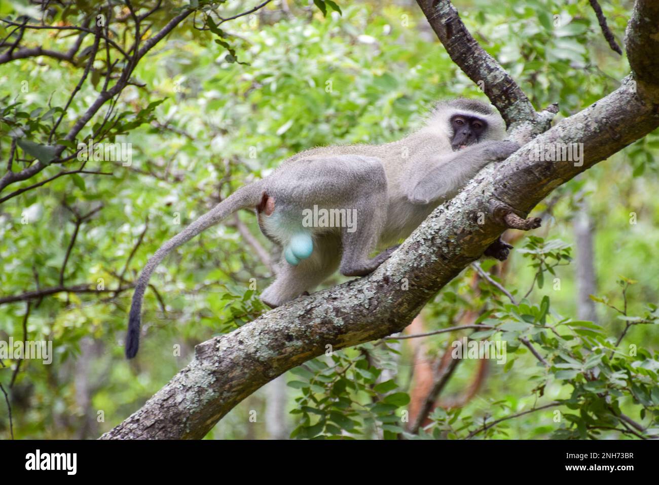 Singe vervet mâle adulte sur un arbre dans une réserve naturelle au Zimbabwe Banque D'Images