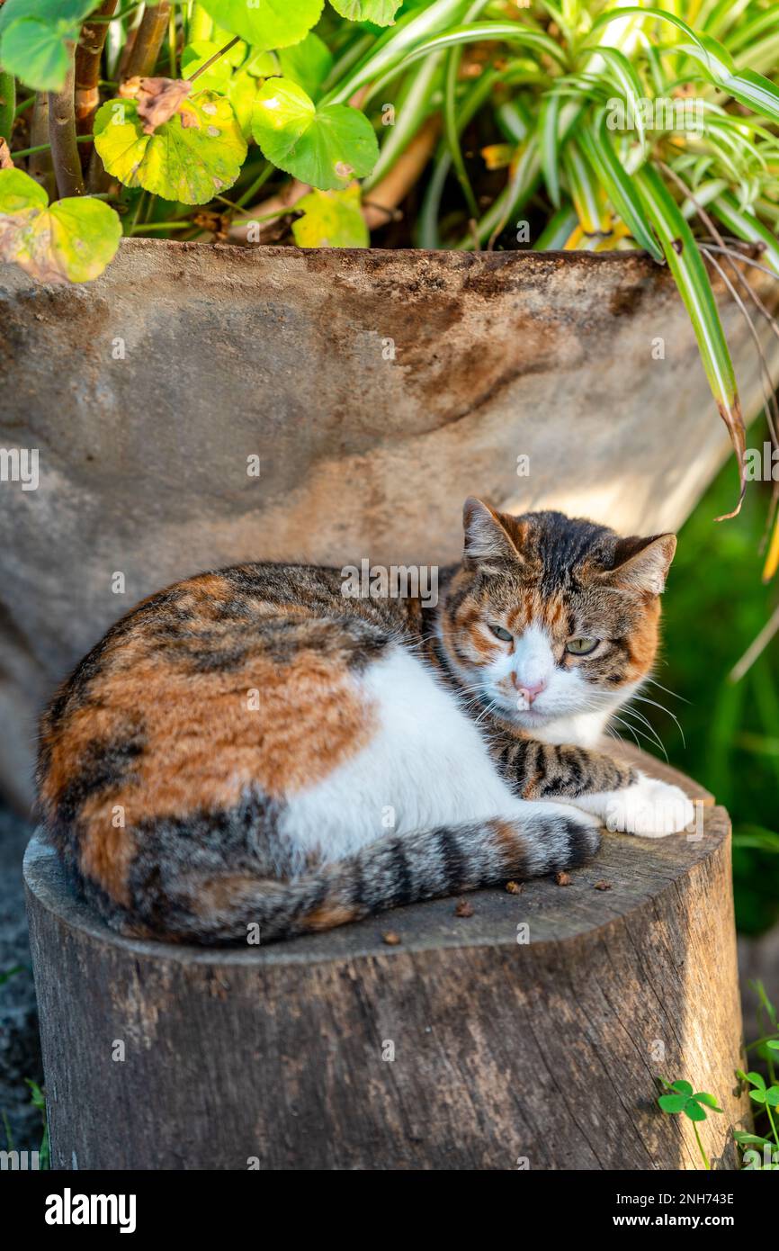 chat de tabby brun sauvage avec des yeux verts dans le jardin. gros plan Banque D'Images