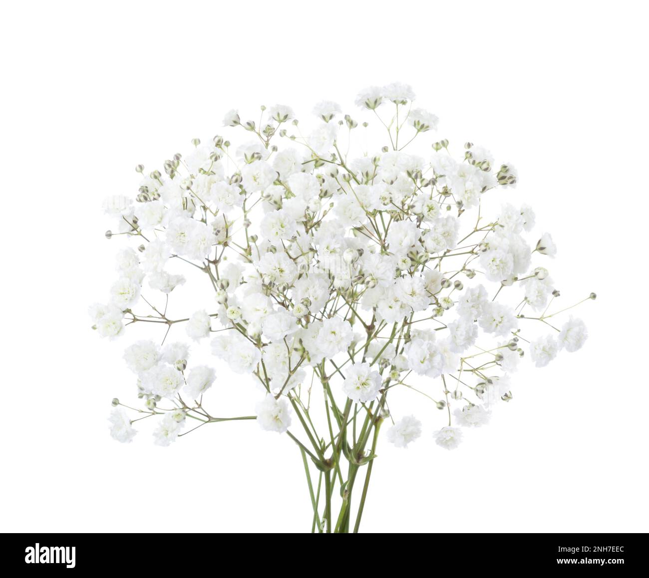 Petit bouquet de fleurs de Gypsophila isolées sur fond blanc. La respiration de bébé Banque D'Images