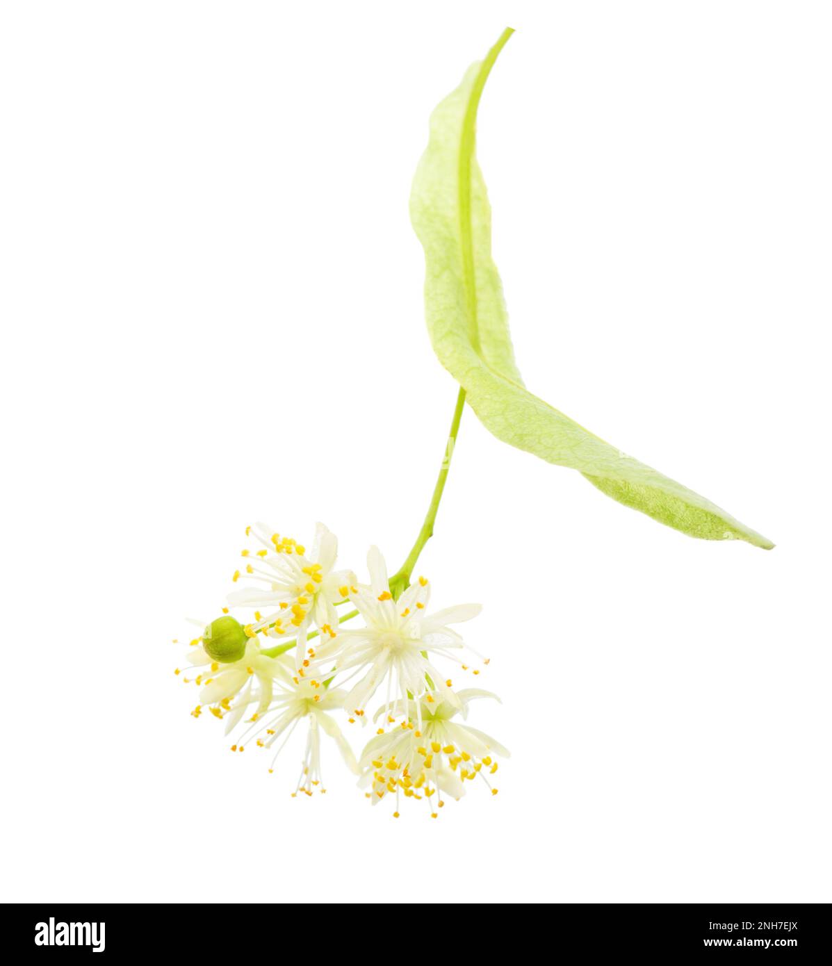 Fleur de Linden isolée sur fond blanc. Tilia. Banque D'Images