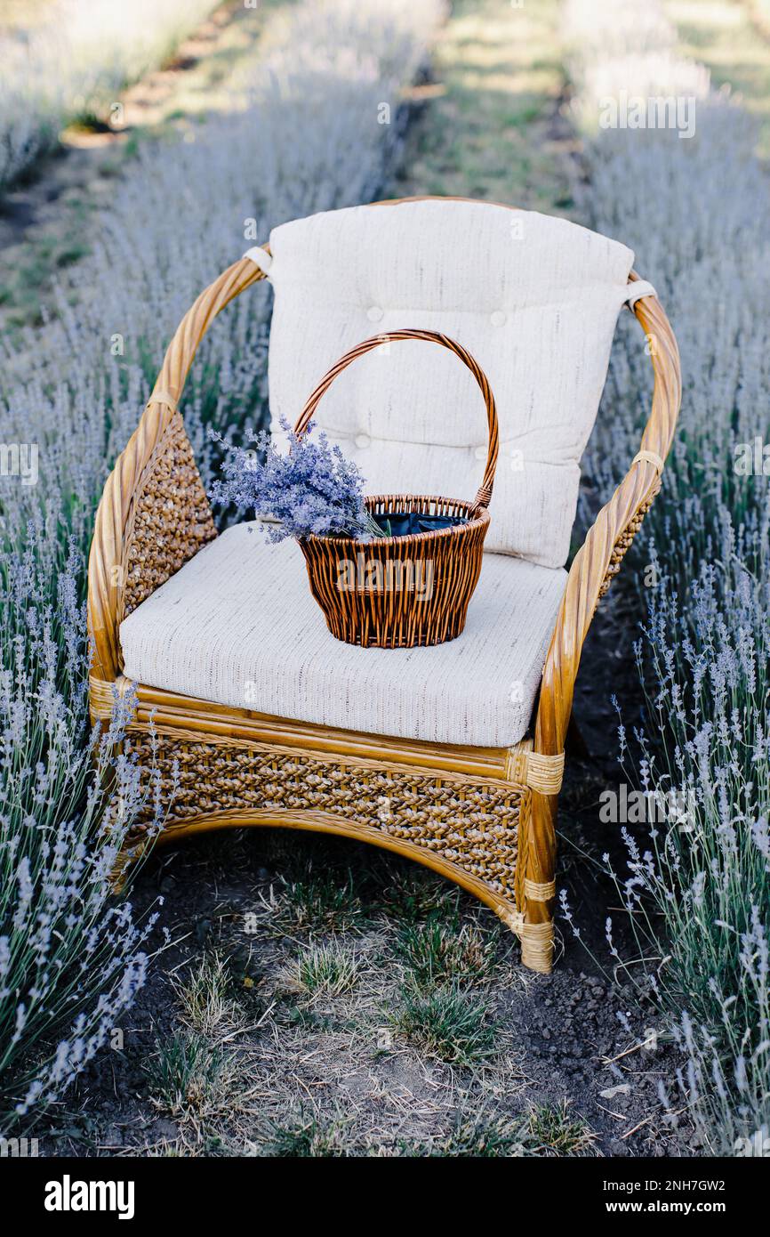 Chaise avec panier de fleurs dans un champ de lavande. Banque D'Images