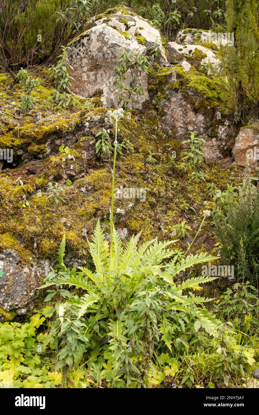 Portrait naturel de plantes environnementales semi-rapprochées montrant des motifs naturels intimes, des structures et des textures dans le monde naturel Banque D'Images