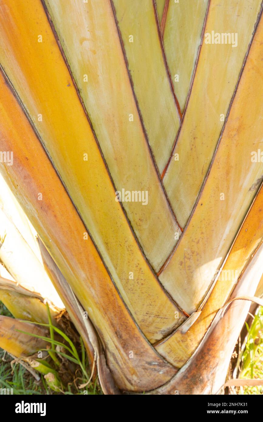 Intrigant Strelitzia Nicolai, oiseau blanc géant de paradis, banane sauvage, dans le soleil d'hiver de Puerto de la Cruz, Teneˈɾife Banque D'Images