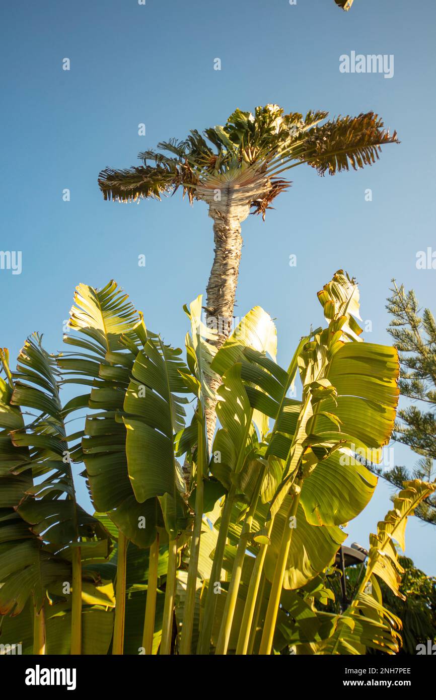 Intrigant Strelitzia Nicolai, oiseau blanc géant de paradis, banane sauvage, dans le soleil d'hiver de Puerto de la Cruz, Teneˈɾife Banque D'Images