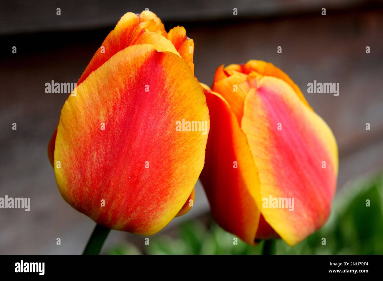 Deux tulipes rouges et orange dans un jardin de printemps à Atlas, Wisconsin, Etats-Unis. Banque D'Images