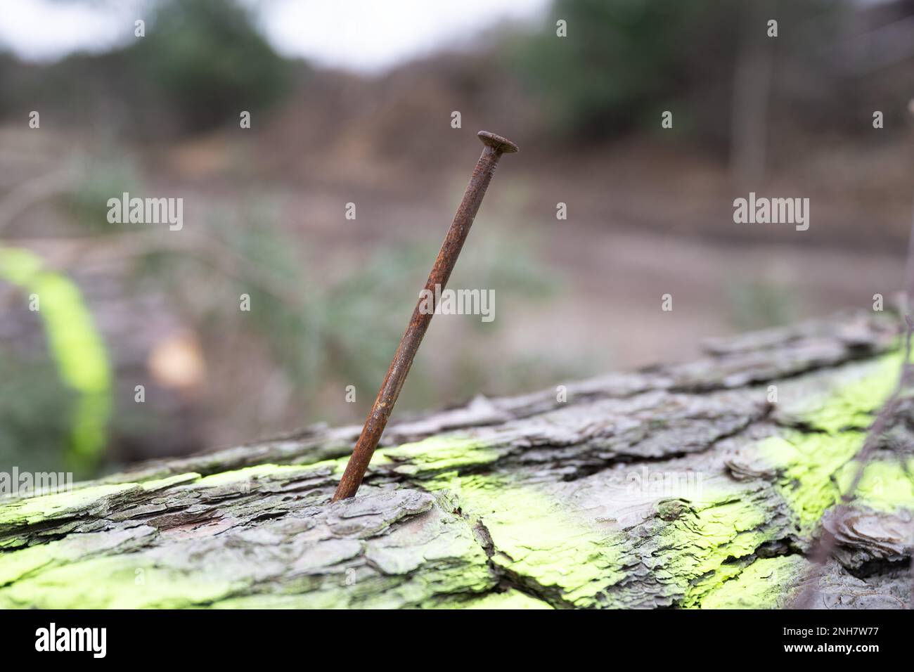Ottendorf Okrilla, Allemagne. 21st févr. 2023. Un clou conduit par les activistes du climat est coincé dans une souche d'arbre sur un morceau de forêt précédemment occupé à Heidebogen pour rendre plus difficile de couper les arbres. Une superficie totale de 7,5 hectares a été défriché par l'entreprise publique Sachsenforst pour la compagnie de gravier KBO. Credit: Sebastian Kahnert/dpa/Alay Live News Banque D'Images