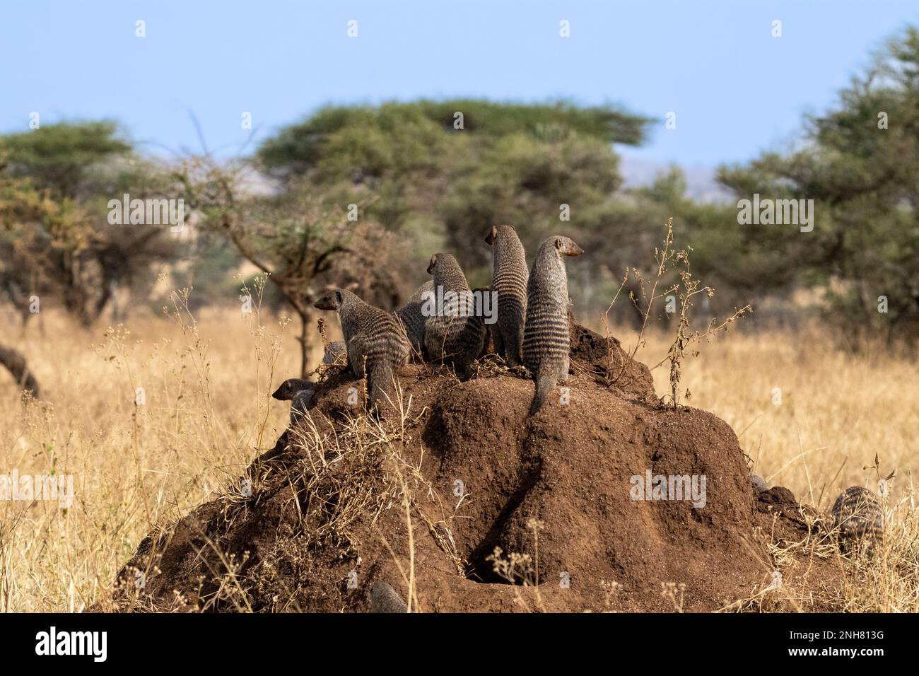 Mongoose bagués (Mungos mungo). La Mangouste se trouve dans toute l'Afrique subsaharienne, qui habitent dans les prairies, forêts et rocky pays. La bande Banque D'Images