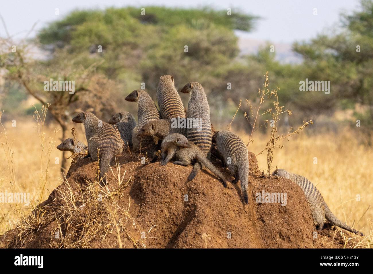 Mongoose bagués (Mungos mungo). La Mangouste se trouve dans toute l'Afrique subsaharienne, qui habitent dans les prairies, forêts et rocky pays. La bande Banque D'Images