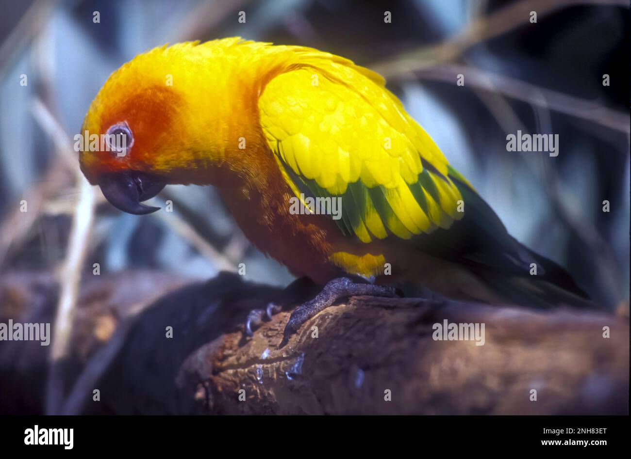 Le paraquet solaire (Aratinga solstitialis), également connu dans l'aviculture comme la conure solaire, est un perroquet de taille moyenne, de couleur vive, originaire du northéaste Banque D'Images