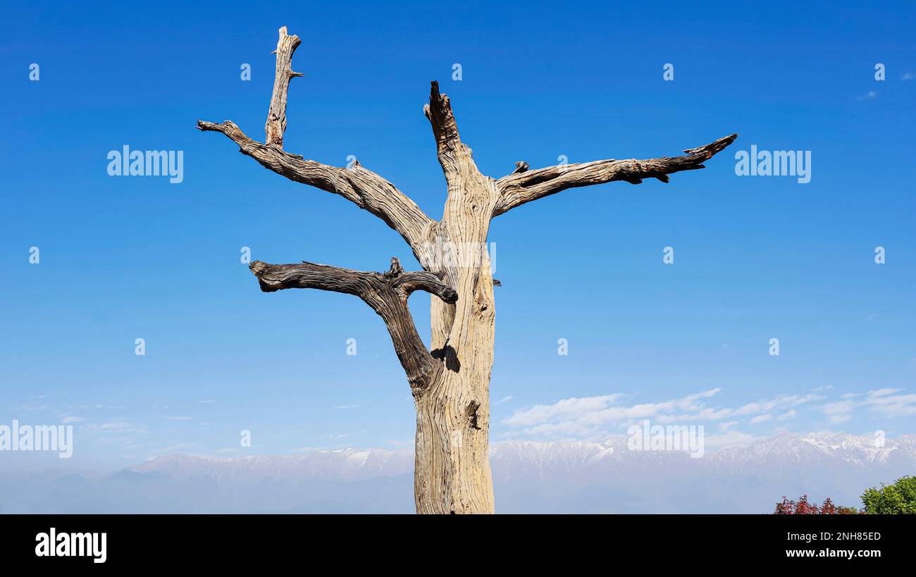 Squelette d'arbre séché sur le fort de Kangra, Kangra, Himachal Pradesh, Inde. Banque D'Images