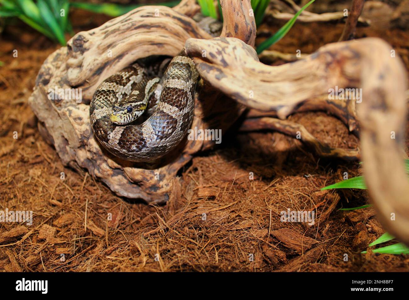 Gros plan d'un serpent noir de maïs albinos avec une coloration jaune clair sur la joue courbée sur une racine en bois. Banque D'Images