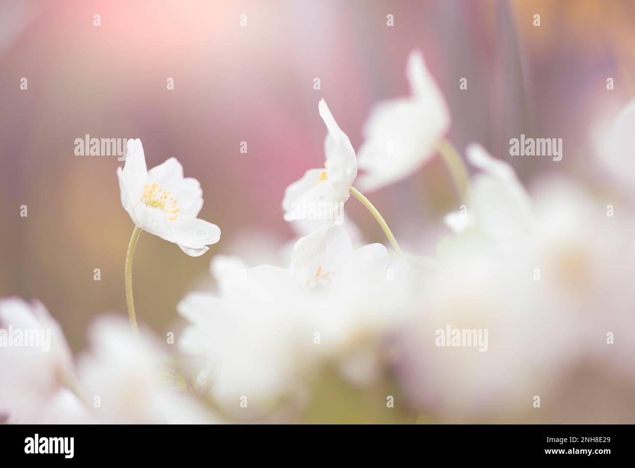 Les anémones de bois (Anemone nemorosa) fleurissent au printemps dans le fond de la forêt. Mise au point sélective et faible profondeur de champ. Banque D'Images