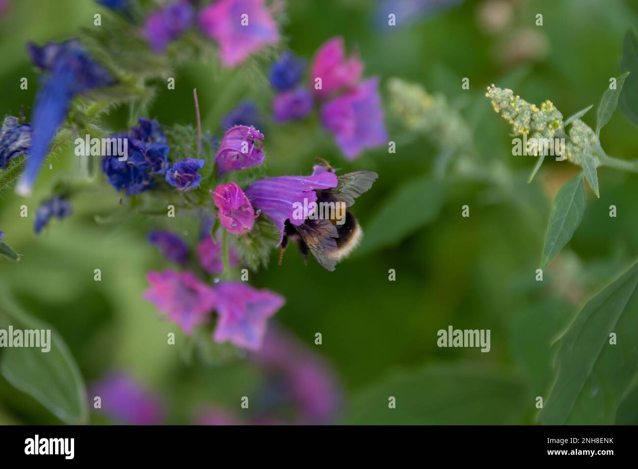 bourdon à queue collectant le pollen des fleurs de bugloss de vipère Banque D'Images