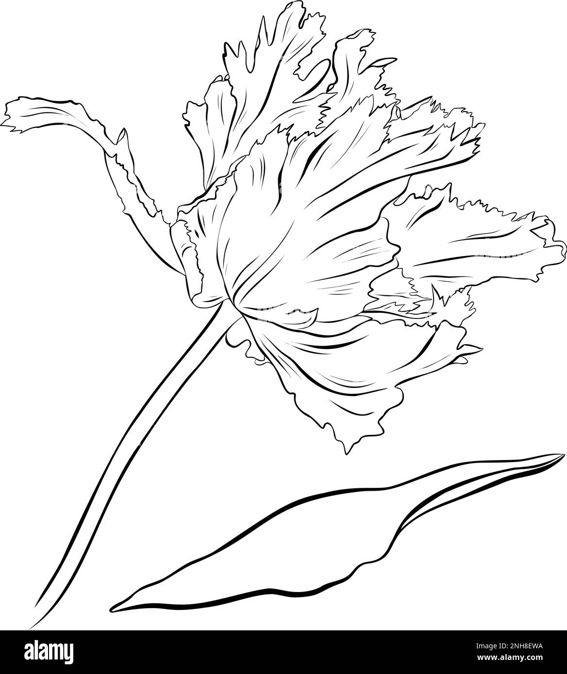 Terry tulipe. Illustration vectorielle dessinée à la main. Croquis noir et blanc monochrome. Dessin au trait Isolé sur blanc. Page de coloriage. Illustration de Vecteur
