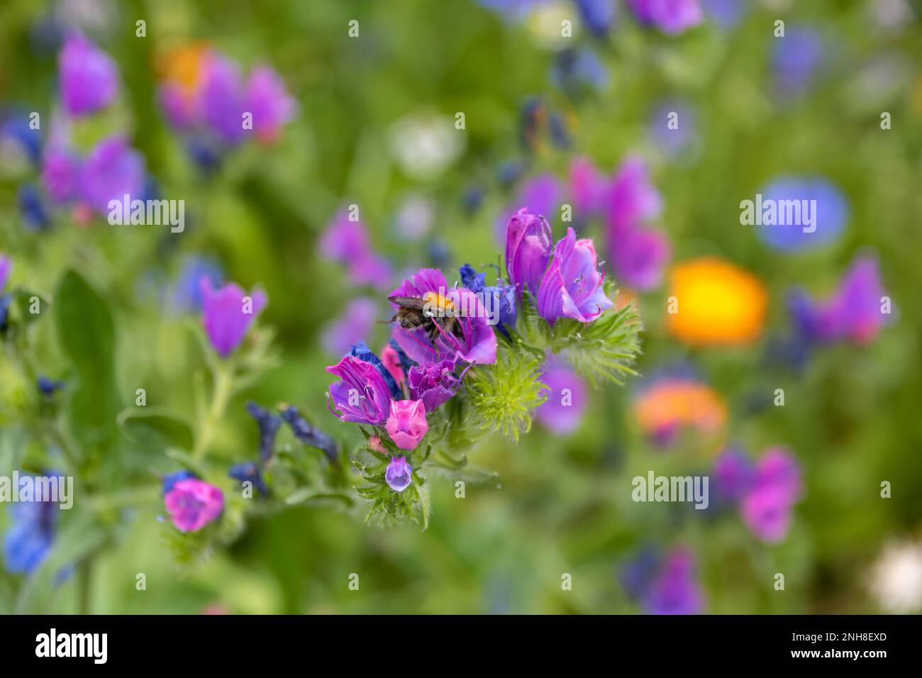 bumble abeille collectant le nectar de fleurs roses de viper bugloss avec des fleurs sauvages colorées flou dans le fond Banque D'Images