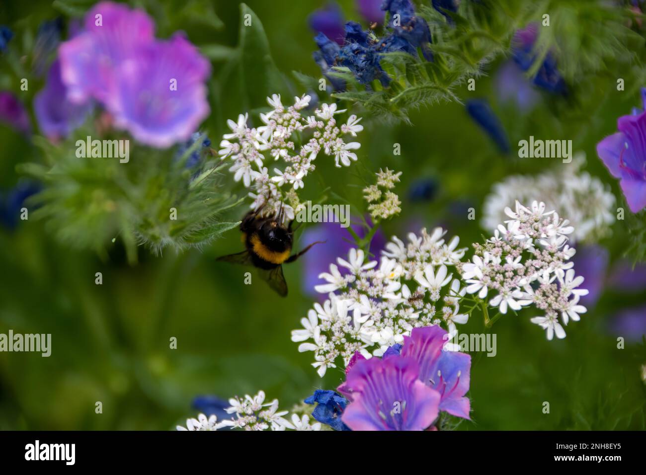 bumble abeille collectant le nectar de jolies fleurs blanches de coriandre avec le bugloss de viper dans le fond Banque D'Images