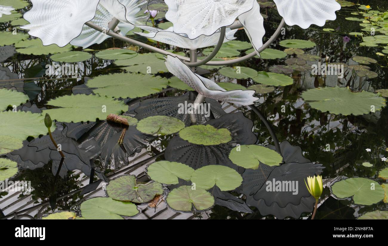La sculpture de Dale Chihuly's White Perse Pond dans la Waterlily House à Kew Gardens, Richmond, Angleterre, Royaume-Uni Banque D'Images