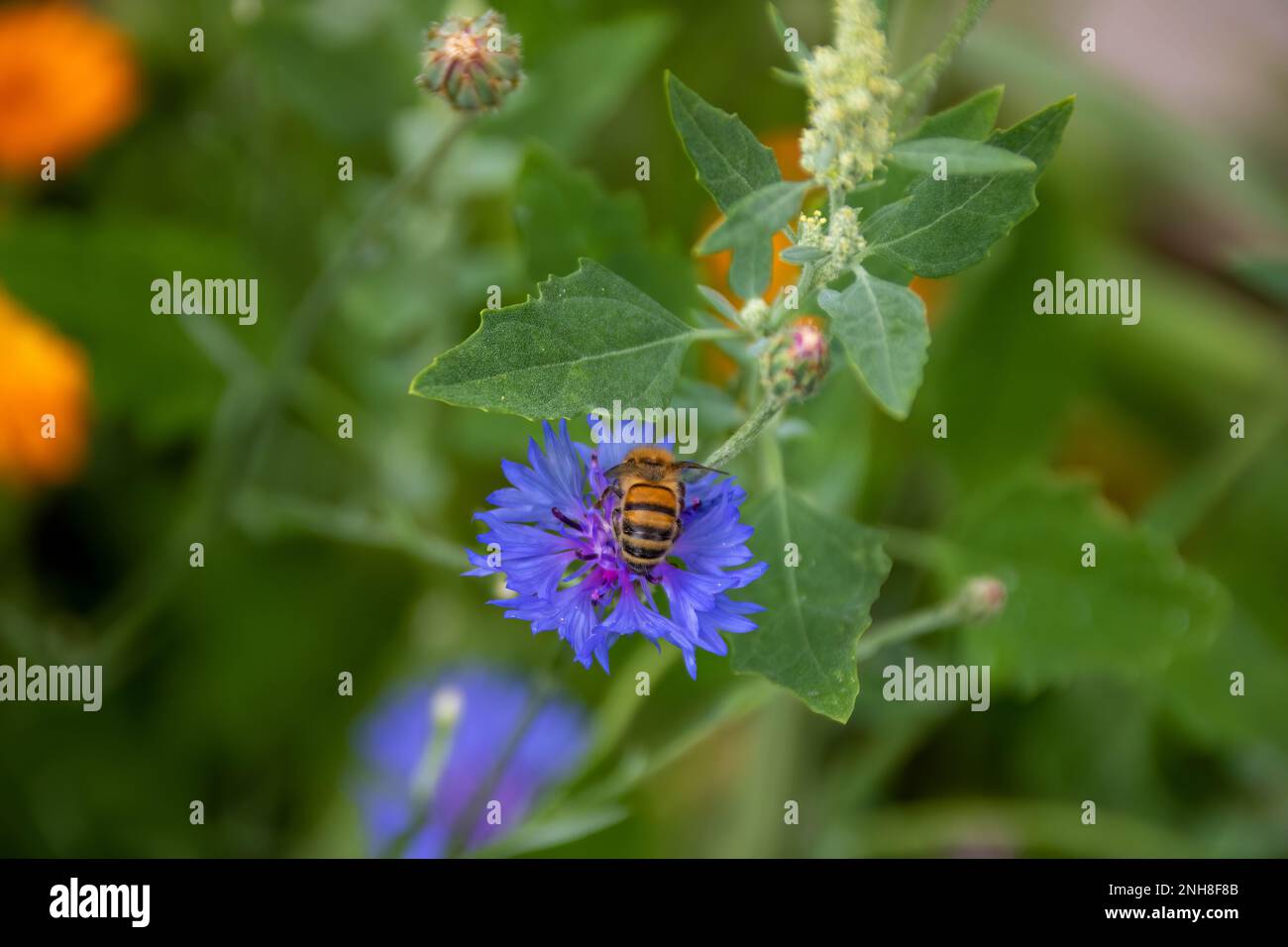 abeille occidentale collectant le pollen de la fleur bleu vif de la fleur de maïs également connue sous le nom de bouton de baccalauréat Banque D'Images