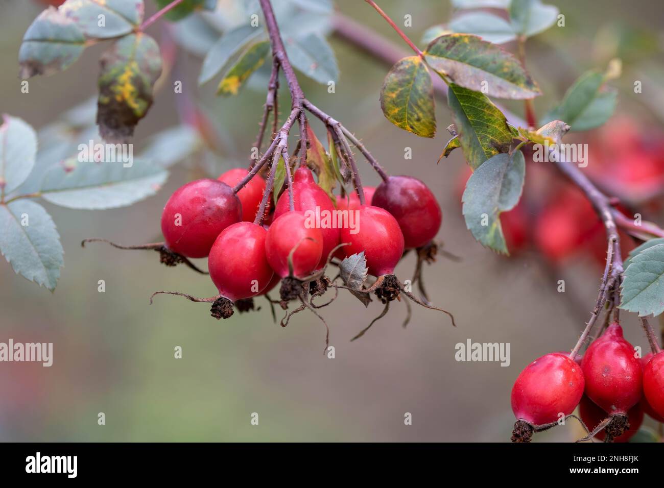 rouge vif rosehanches le fruit des roses Banque D'Images