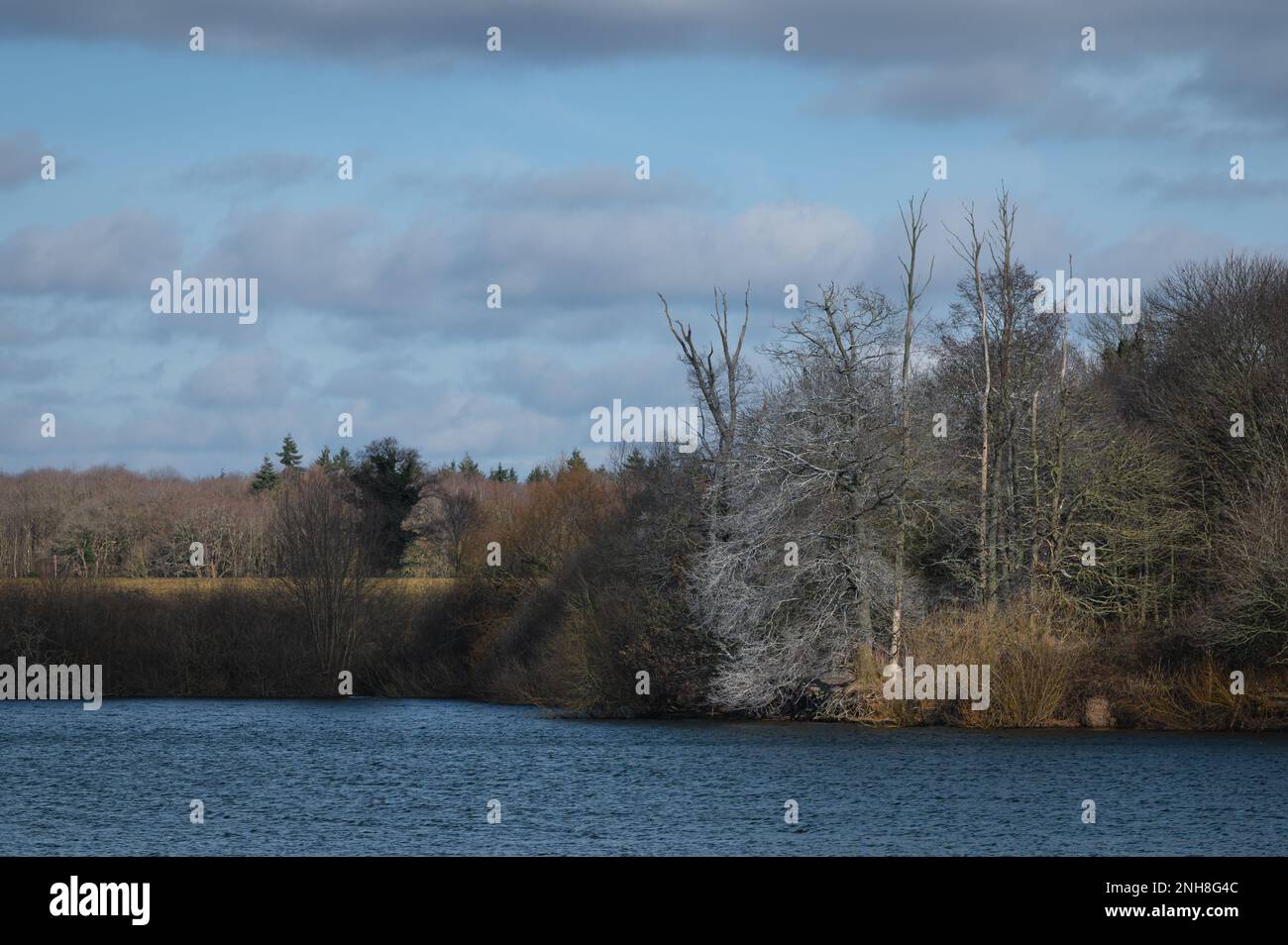 Alton Water (Alton Reservoir) lors d'une journée ensoleillée en février. Couleurs chaudes des arbres, ciel bleu. Banque D'Images