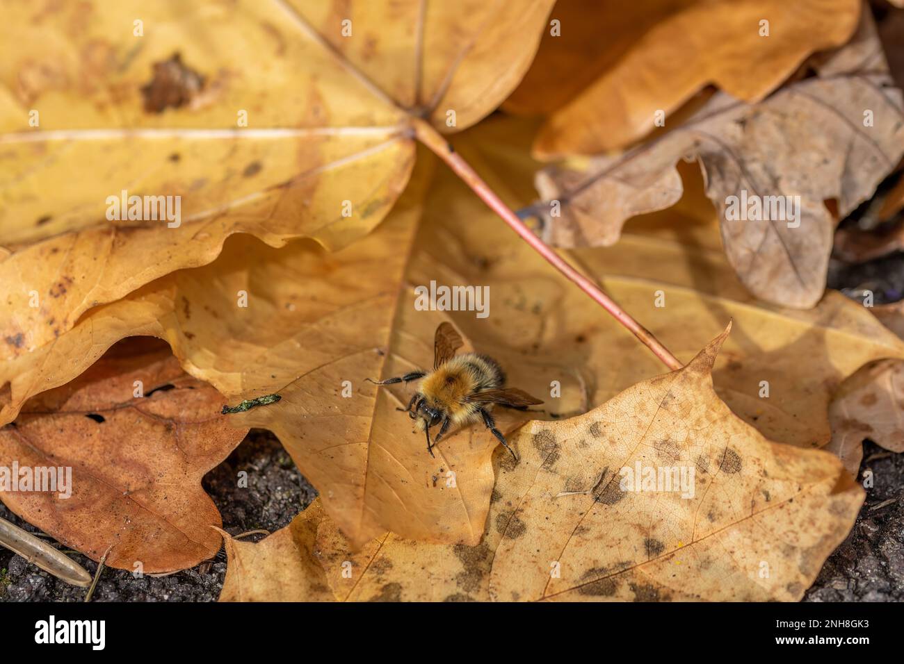 abeille carder commune sur les feuilles de couleur automnale Banque D'Images