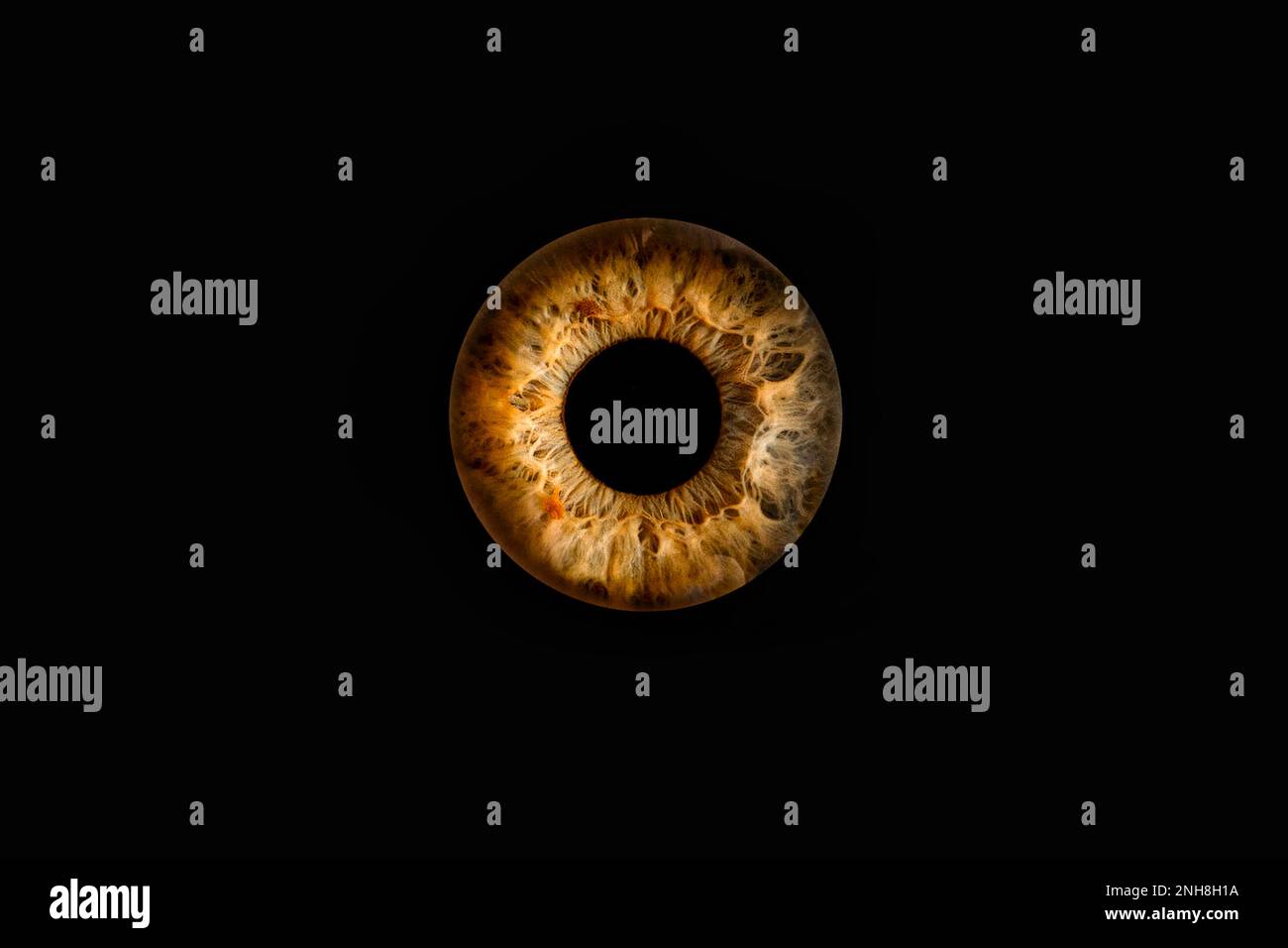 Prise de vue macro d'un œil humain, diaphragme macro sur fond noir Banque D'Images