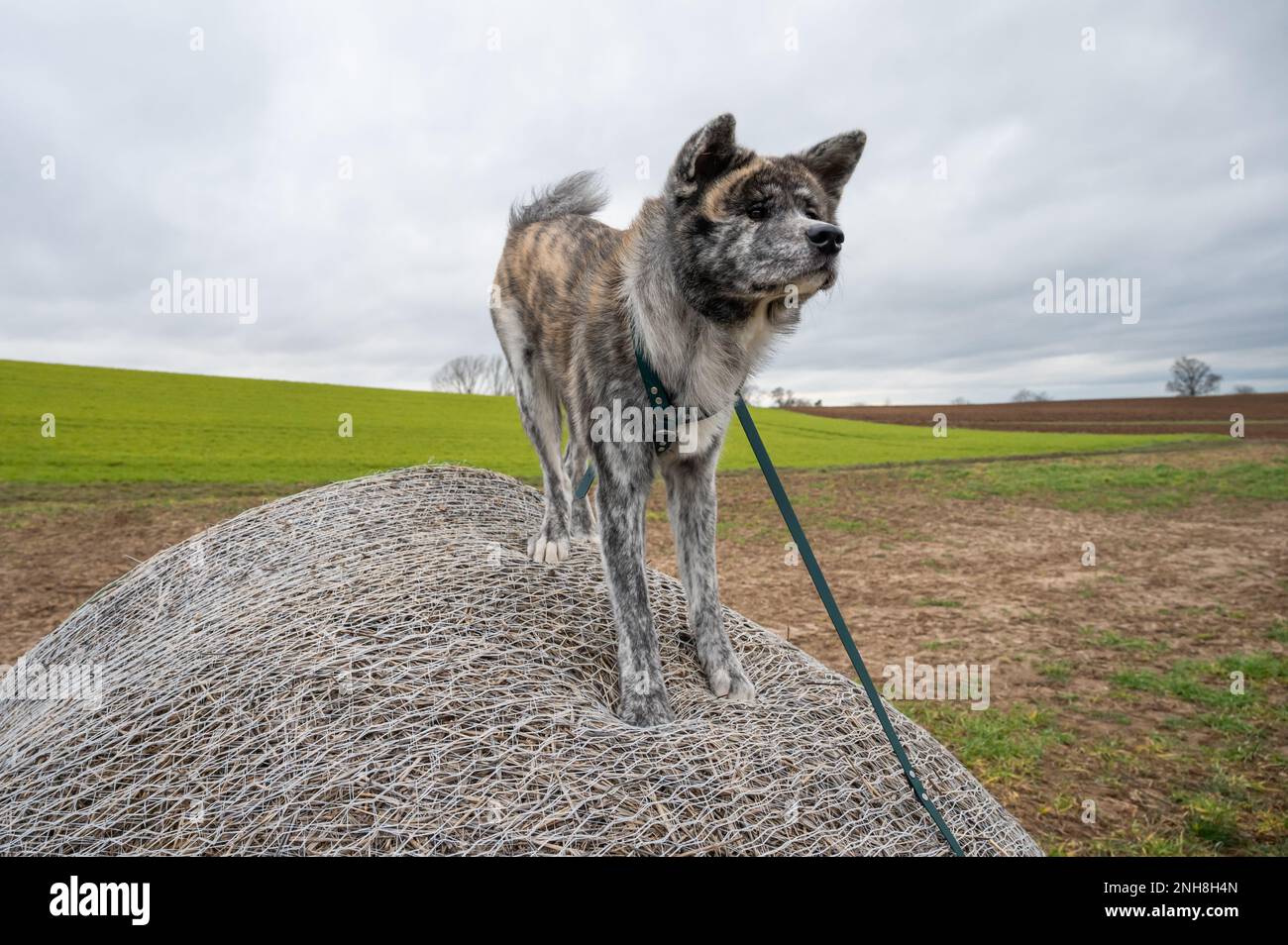 Akita inu avec fourrure grise debout sur une balle de paille pendant une journée nuageux, campagne Banque D'Images