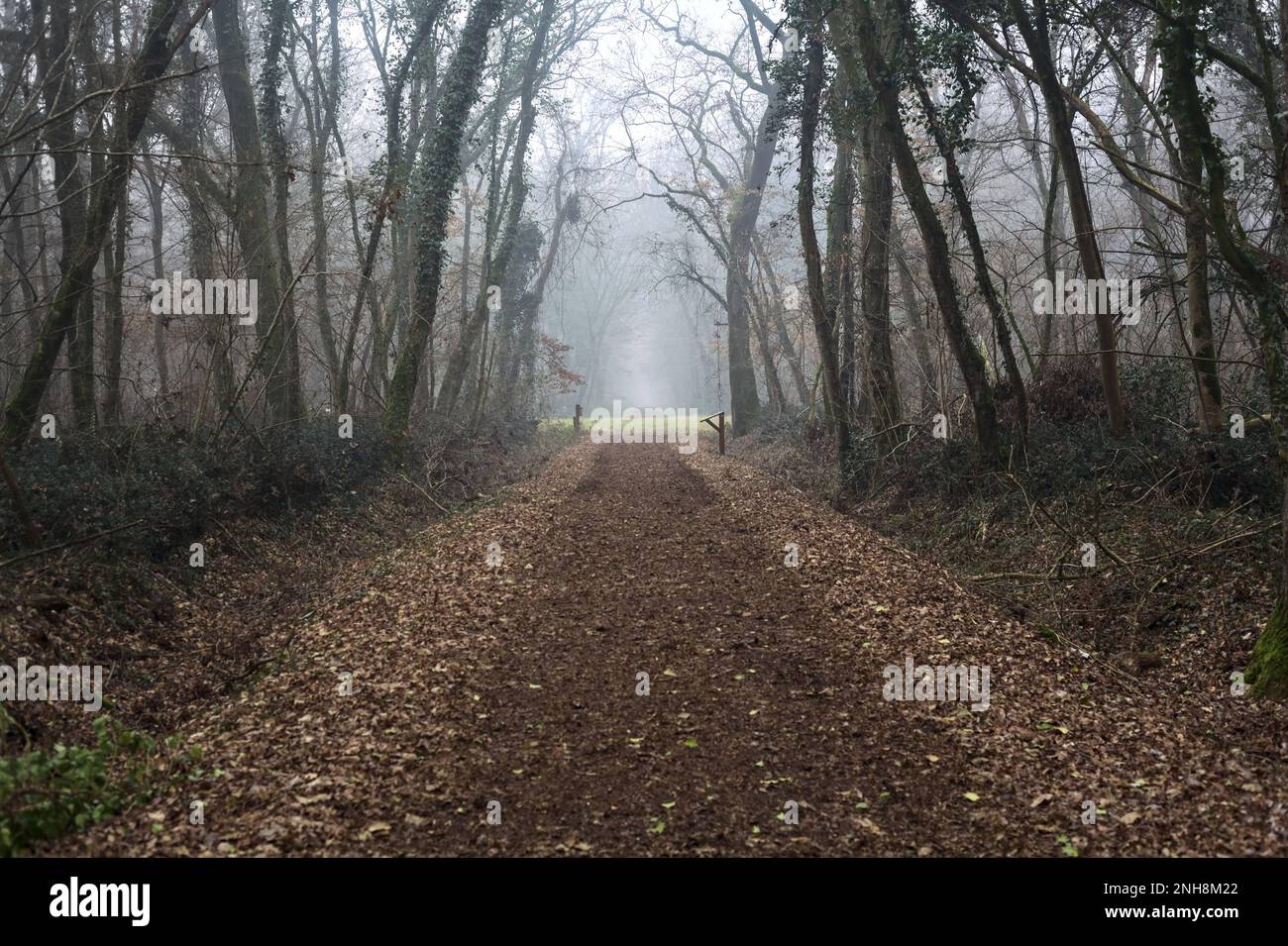 Sentier couvert de feuillage dans un parc par une journée brumeuse dans la campagne italienne en hiver Banque D'Images