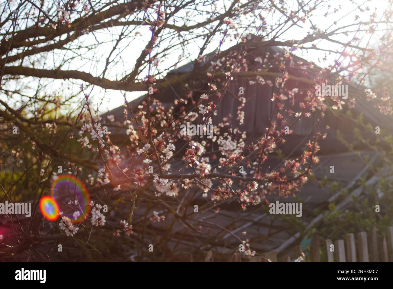 Refocalisation des branches fraîches de printemps de cerisier avec des fleurs, floral naturel saison de pâques fond. Magnifique arbre rouge fleuri. Fermeture au printemps Banque D'Images