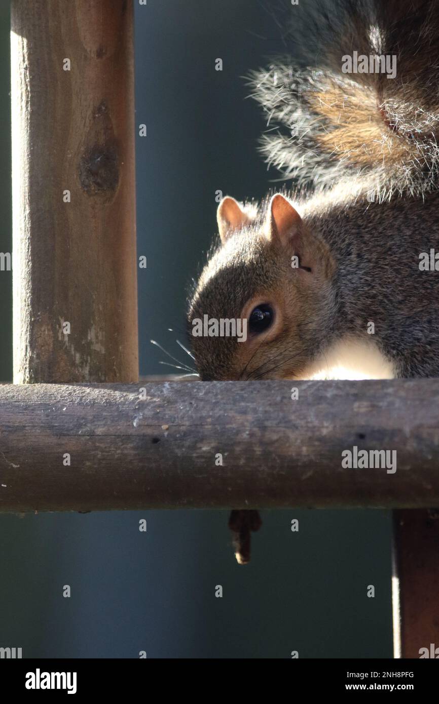 Écureuil gris se nourrissant sur une table à oiseaux Banque D'Images