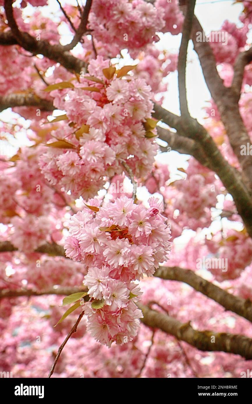 Branche de cerisier japonais Kanzan avec de splendides fleurs doubles roses en pleine floraison Banque D'Images